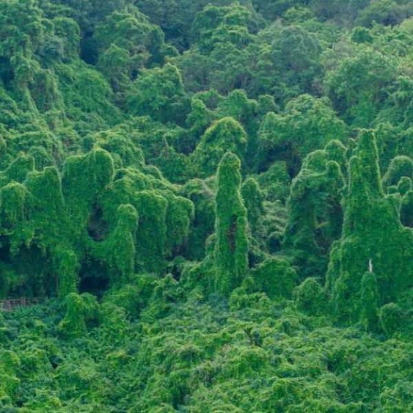 作品图片