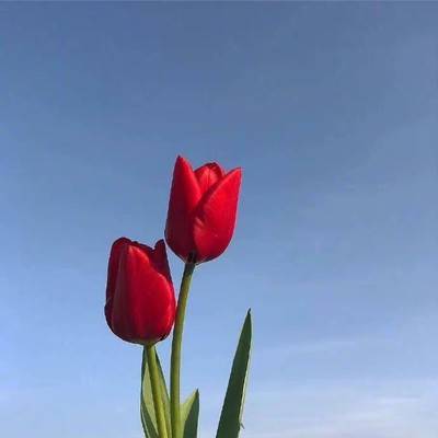 图集