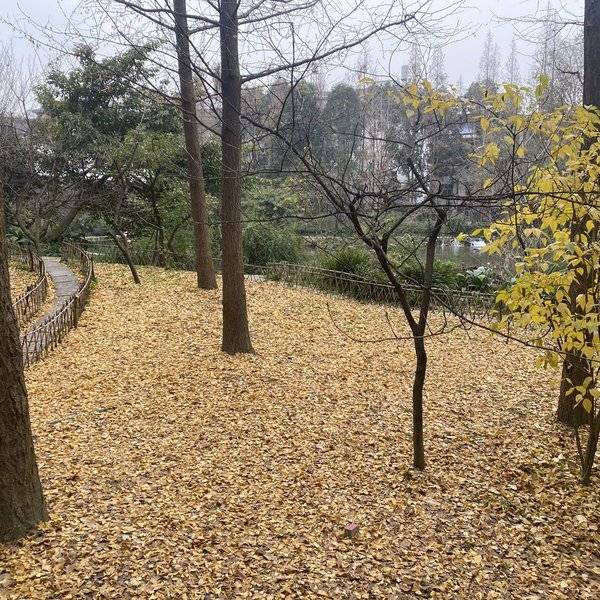 作品图片