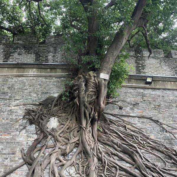 作品图片