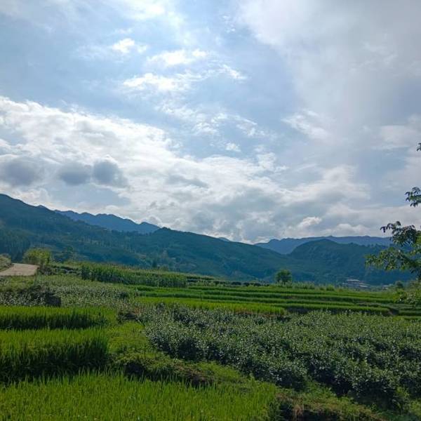 作品图片