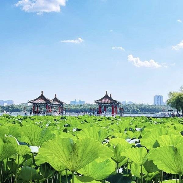 作品图片