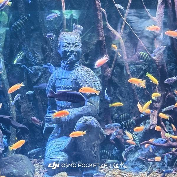 作品图片