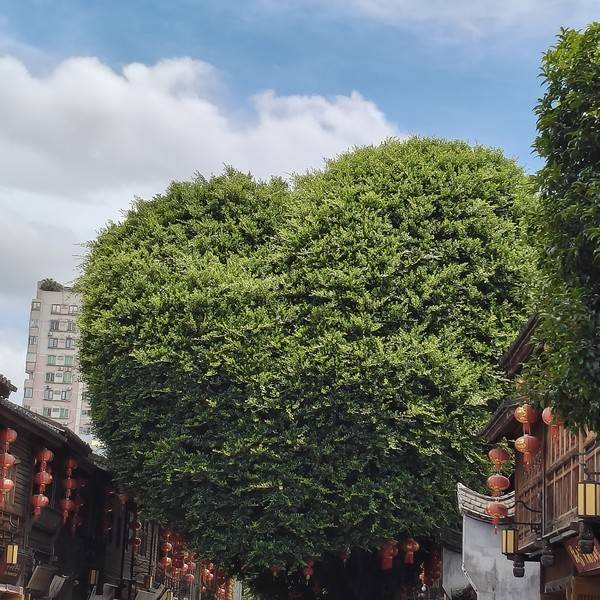 作品图片